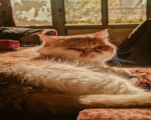 Persona descansando en un sofá con luz natural